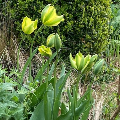 Tulipa viridiflora 'Spring Green'