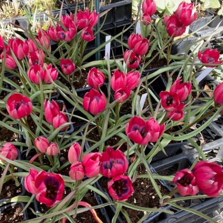 Tulipa 'Little Beauty'