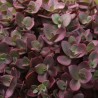 Sedum 'Sunsparkler Cherry Tart'