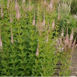 Veronicastrum virginicum 'Challenger'