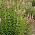 Veronicastrum virginicum 'Challenger'