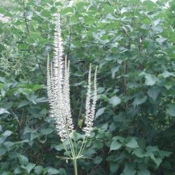 Veronicastrum virginicum 'Diane'