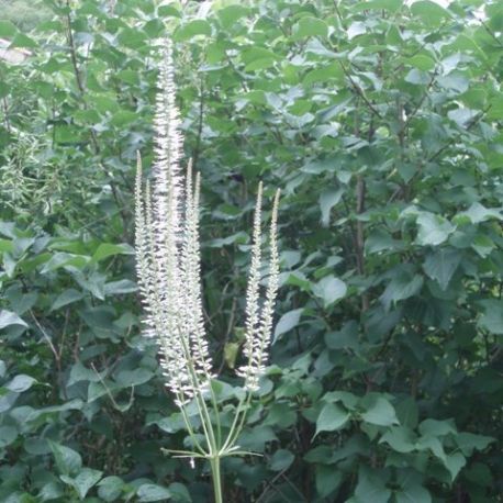 Veronicastrum virginicum 'Diane'