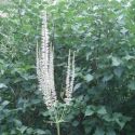 Veronicastrum virginicum 'Diane'