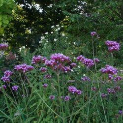 Verbena bonariensis