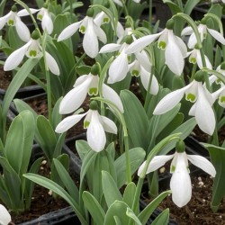 Galanthus nivalis  'Mount Everest'