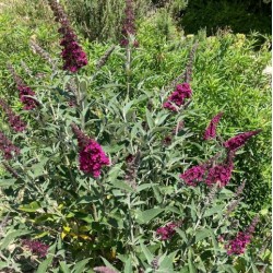 Buddleja 'Miss Ruby'