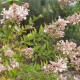 Abelia chinensis