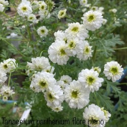 Tanacetum parthenium 'Flore Pleno'