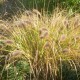 Pennisetum alopecuroides 'Hameln'