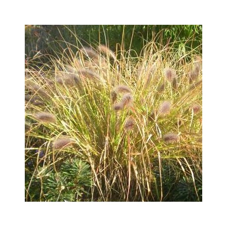 Pennisetum alopecuroides 'Hameln'