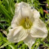 Hemerocallis 'White Temptation'