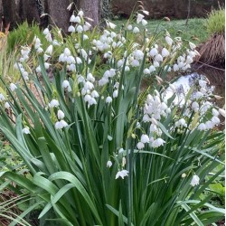 Leucojum aestivum  'Gravetye Giant'