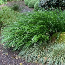 Hakonechloa macra