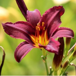 Hemerocallis 'American Revolution'