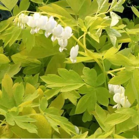 Lamprocapnos spectabilis 'White Gold'