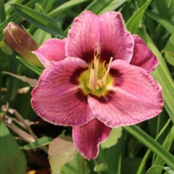 Hemerocallis 'Always Afternoon'