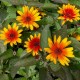 Heliopsis helianthoides var. scabra 'Burning Hearts'