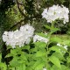 Phlox paniculata 'Fujiyama'