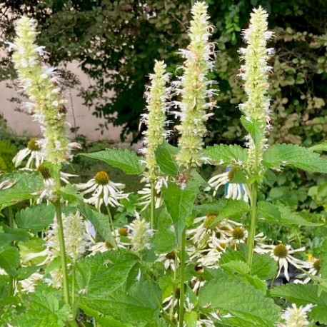 Agastache foeniculum 'Album'