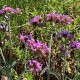 Verbena bonariensis 'Lollipop'