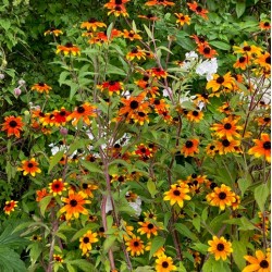 Rudbeckia triloba 'Prairie glow'