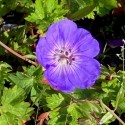 Geranium 'Azure rush'