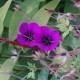 Geranium 'Ann Folkard'