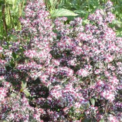 Aster lateriflorus 'Horizontalis'