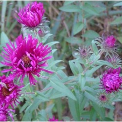 Aster novae-angliae 'Septemberrubin'