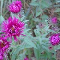 Aster novae-angliae 'Septemberrubin'