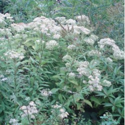 Aster umbellatus