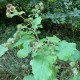 Arctium lappa