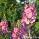 Verbascum phoeniceum 'Rosetta'