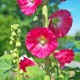 Alcea ficifolia 'Mars Magic'