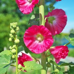 Alcea rosea 'Mars Magic'