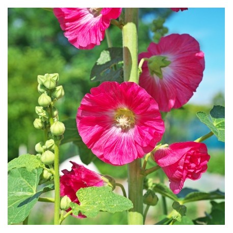 Alcea ficifolia 'Mars Magic'