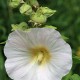 Alcea rosea 'Polarstar'