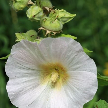 Alcea rosea 'Polarstar'