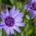 Catananche caerulea