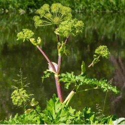 Angelica archangelica