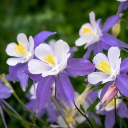 Aquilegia coerulea 'Blue Star'