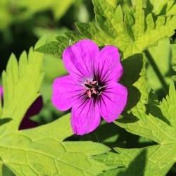 Geranium 'Ann Folkard'