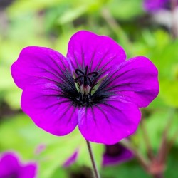 Geranium 'Ann Thompson'