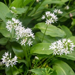 Allium ursinum