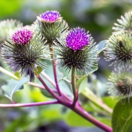 Arctium lappa