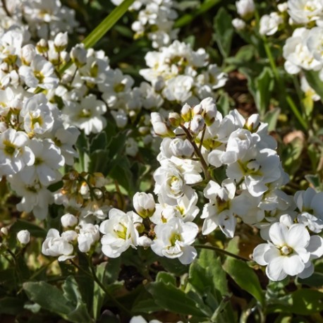 Arabis caucasica 'Flore pleno'