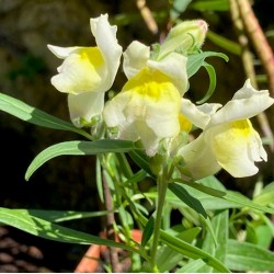 Antirrhinum braun-blanquetii