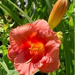 Hemerocallis 'Cosmopolitain'