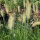 Pennisetum alopecuroides 'Hameln'